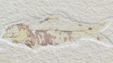 Multiple Knightia Fossil Fish Plate - x #42442-1